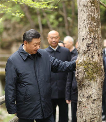 2020年4月，習近平總書記來到位于商洛市柞水縣的秦嶺牛背梁國家級自然保護區(qū)，考察秦嶺生態(tài)保護情況。新華社記者 鞠鵬 攝