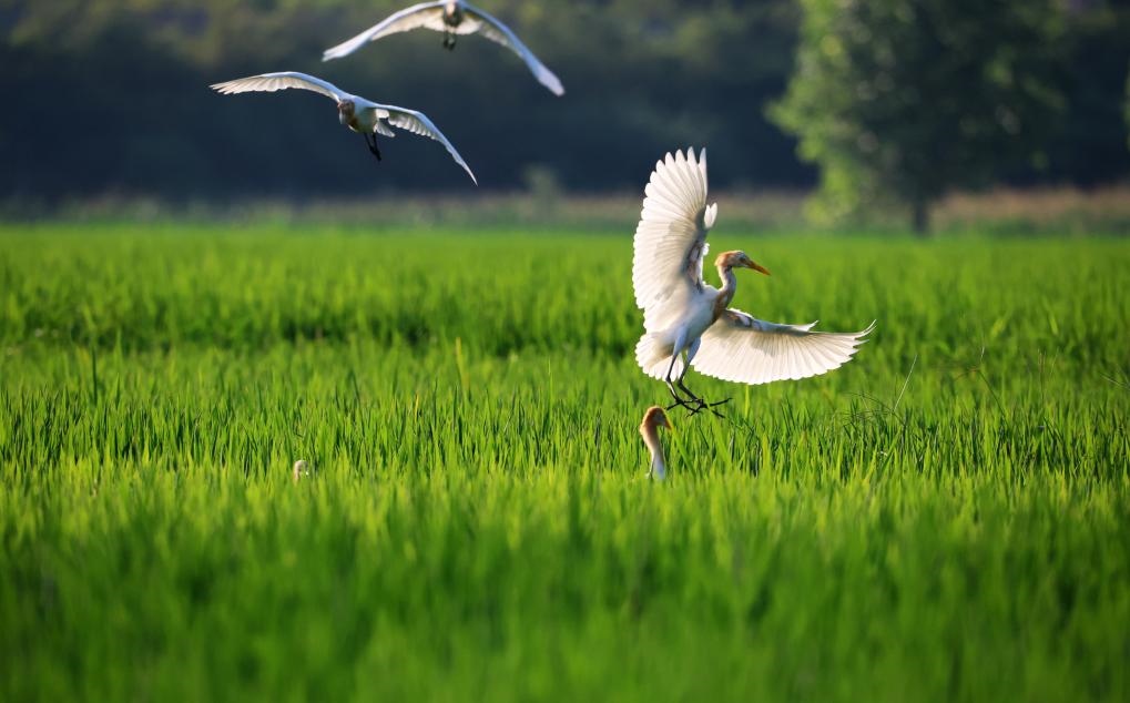 2023年8月7日，鷺鳥在山東省臨沂市郯城縣郯城街道水稻田間飛舞。新華社發(fā)（張春雷 攝）