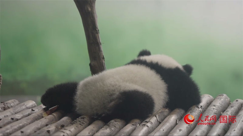 成都大熊貓繁育研究基地的熊貓。人民網(wǎng)記者 張榮攝