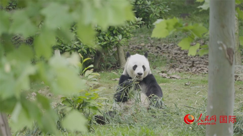 成都大熊貓繁育研究基地的熊貓。人民網(wǎng)記者 張榮攝