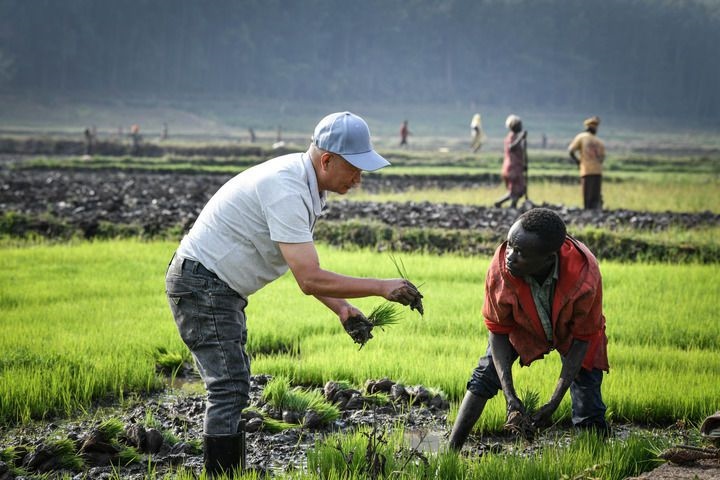 2024年8月14日，在盧旺達(dá)南方省胡耶區(qū)的中國(guó)援盧旺達(dá)農(nóng)業(yè)技術(shù)示范中心，水稻專(zhuān)家鄭瑞金（左）在稻田里指導(dǎo)當(dāng)?shù)氐巨r(nóng)進(jìn)行秧苗移栽。新華社記者 韓旭 攝