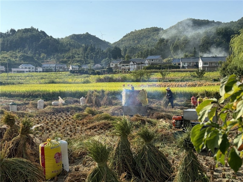 “豐收”是秋天的關鍵詞，田間煙火氣，最撫凡人心。打谷機、蛇皮袋、抱稻禾、捆秸稈……這是鄉(xiāng)土中國廣大農(nóng)村收割稻谷的經(jīng)典場景，也是不少干過農(nóng)活的人的獨家記憶。告別了打谷機，擁抱機械化，改變的是生產(chǎn)工具，不變的是三農(nóng)情懷。農(nóng)為邦本，本固邦寧，每一個親吻土地、珍惜糧食的日子都值得被尊敬，被緬懷，被憧憬?？疾靾F中的謝里克·科爾茹姆巴耶夫是《哈薩克斯坦實業(yè)報》的總編輯，也是一位“生活觀察家”，田間里揮汗收割的村民引起了他的興趣，他感嘆道：人們勞作的過程總是令人賞心悅目。這就是中外共鳴的“鄉(xiāng)愁”吧。 （烏茲別克斯坦《人民言論報》副總編輯魯斯蘭·肯扎耶夫攝）