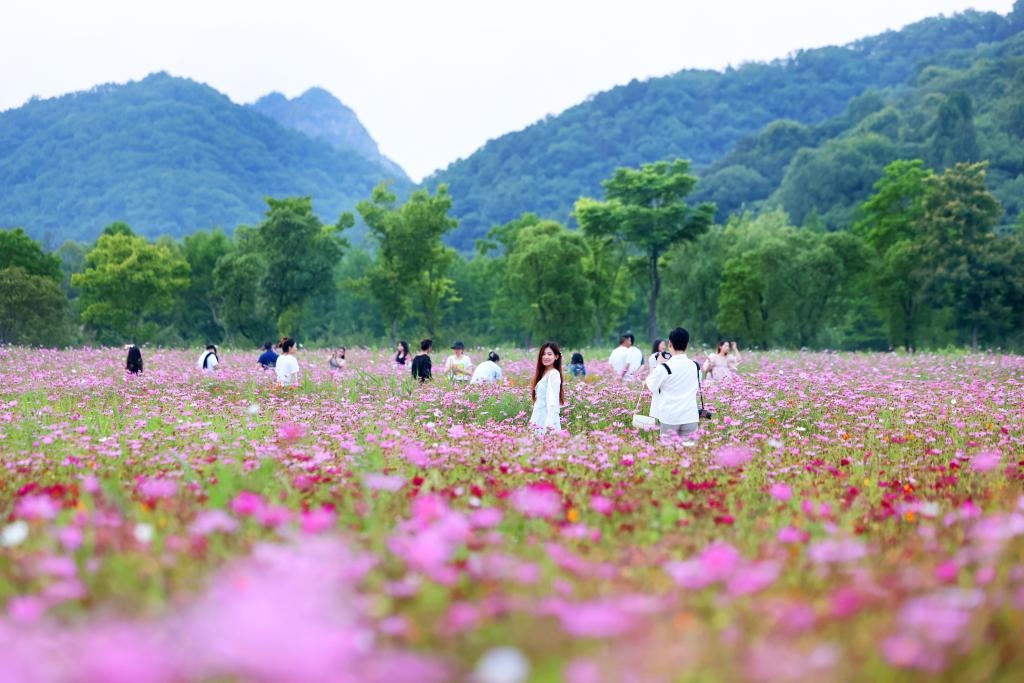 6月8日，游人在浙江省杭州市西湖區(qū)雙浦鎮(zhèn)銅鑒湖畔的花海中游覽。新華社發(fā)（周方玲 攝）