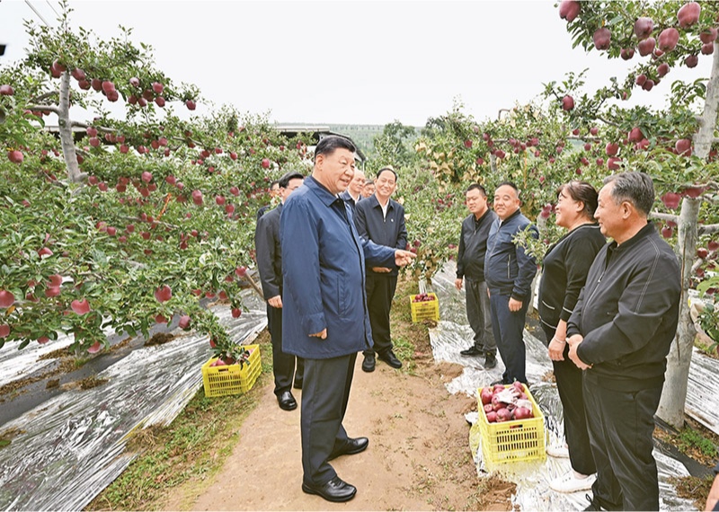 2024年9月10日至13日，中共中央總書記、國(guó)家主席、中央軍委主席習(xí)近平在甘肅考察。這是11日上午，習(xí)近平在天水市麥積區(qū)南山花牛蘋果基地考察時(shí)，走進(jìn)果林了解相關(guān)種植、技術(shù)和管理情況。 新華社記者 謝環(huán)馳/攝