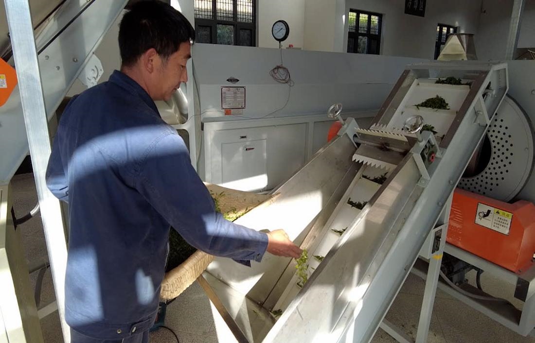  茶廠工人正在查看茶青質(zhì)量。 受訪者供圖