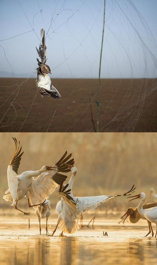 拼版圖片：圖為2011年和2023年鄱陽湖區(qū)的變化，曾經(jīng)湖區(qū)內(nèi)分布有捕鳥網(wǎng)，如今人與自然和諧共生的理念深入人心。攝影：傅建斌 周海燕 制作：賈稀荃