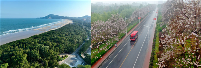 拼版照片：左圖為位于東山縣金鑾灣沿岸的木麻黃防護(hù)林帶（無人機(jī)照片，新華社記者 姜克紅 攝）；右圖為2021年4月20日在蘭考縣焦裕祿干部學(xué)院附近拍攝的泡桐花（無人機(jī)照片，新華社記者 郝源 攝）。