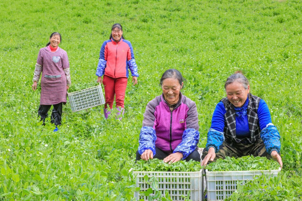 在四川省阿壩藏族羌族自治州馬爾康市馬爾康鎮(zhèn)納足村，當(dāng)季蔬菜喜獲豐收，群眾正在忙著采收、裝箱供應(yīng)市場(chǎng)。來(lái)源：人民圖片