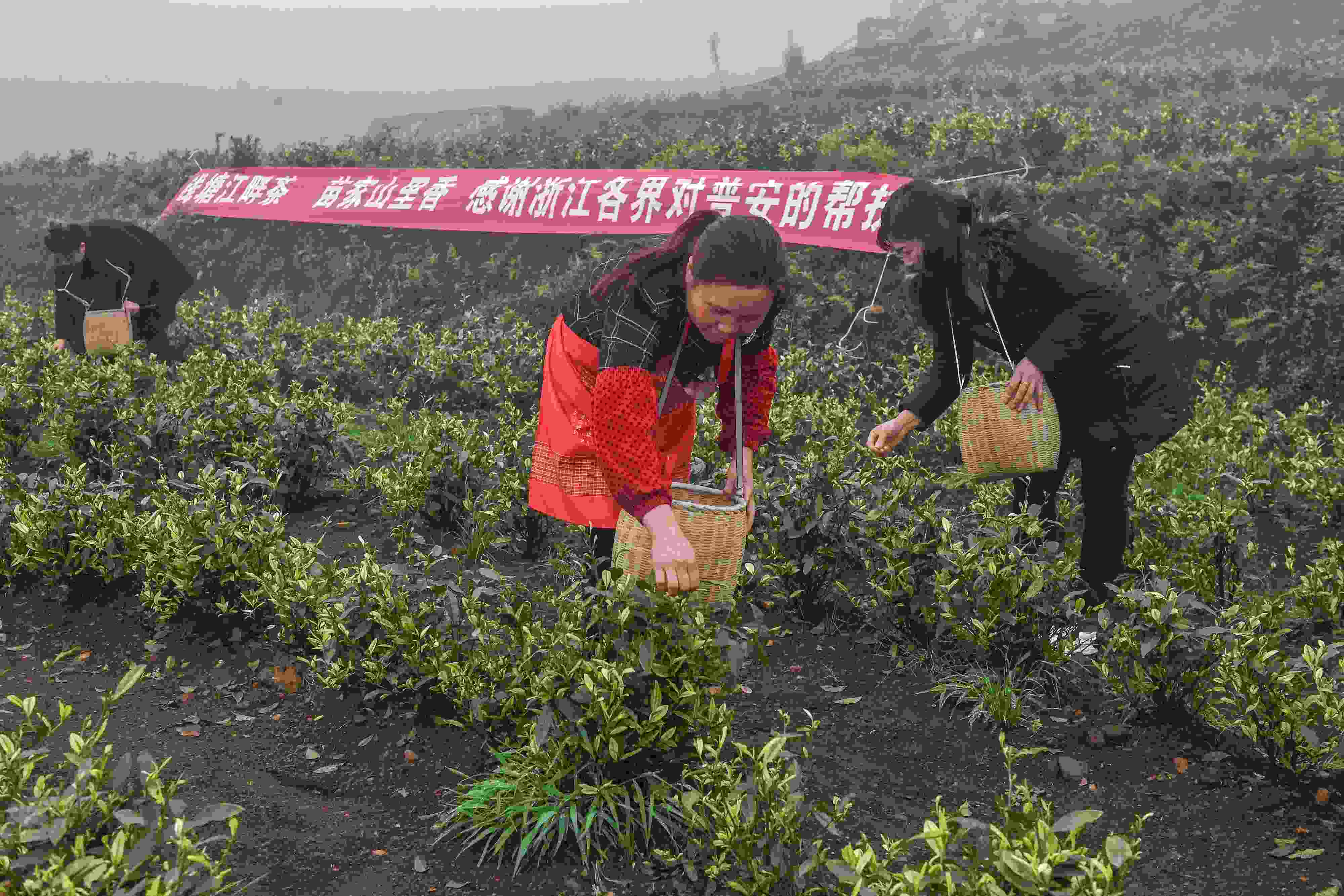 2021年4月14日，工人在貴州省黔西南州普安縣地瓜鎮(zhèn)屯上村“白葉一號”感恩茶園采茶。這片茶園由浙江省安吉縣捐贈。