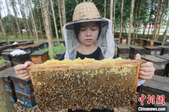 吳素英查看蜂蜜產(chǎn)蜜情況。湯曉逵 攝