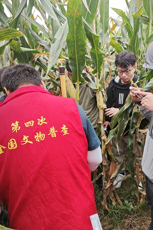 普查隊(duì)員正在使用探鏟進(jìn)行探測(cè)。中國文物報(bào)供圖