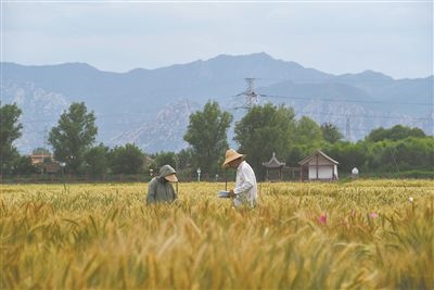 圖為中國農(nóng)業(yè)大學師生在該校上莊實驗站開展小麥育種工作。馬文哲攝