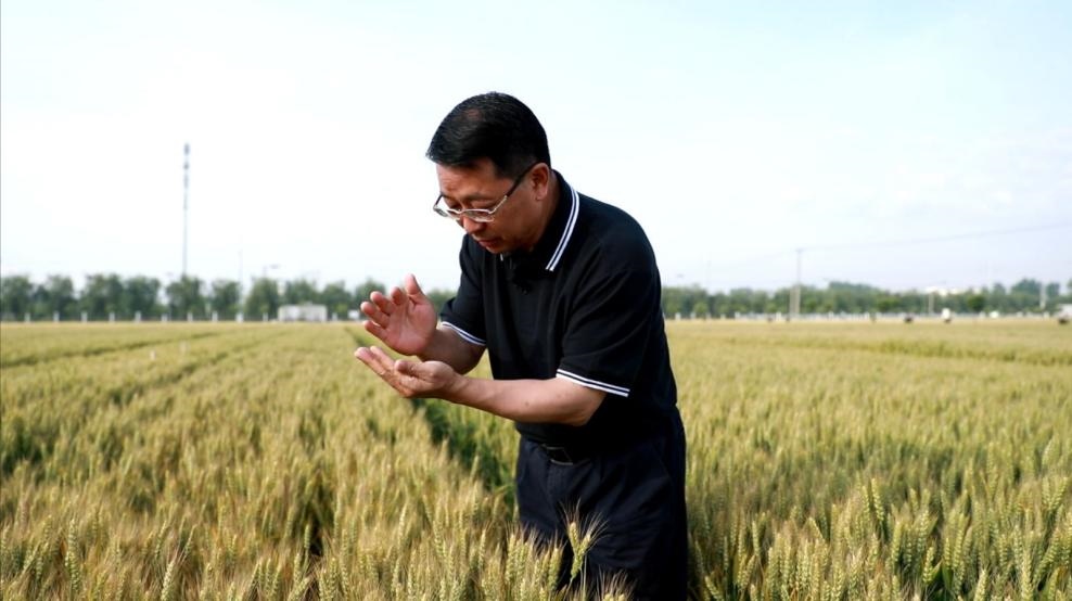 張福鎖在曲周查看小麥長(zhǎng)勢(shì)。受訪者供圖