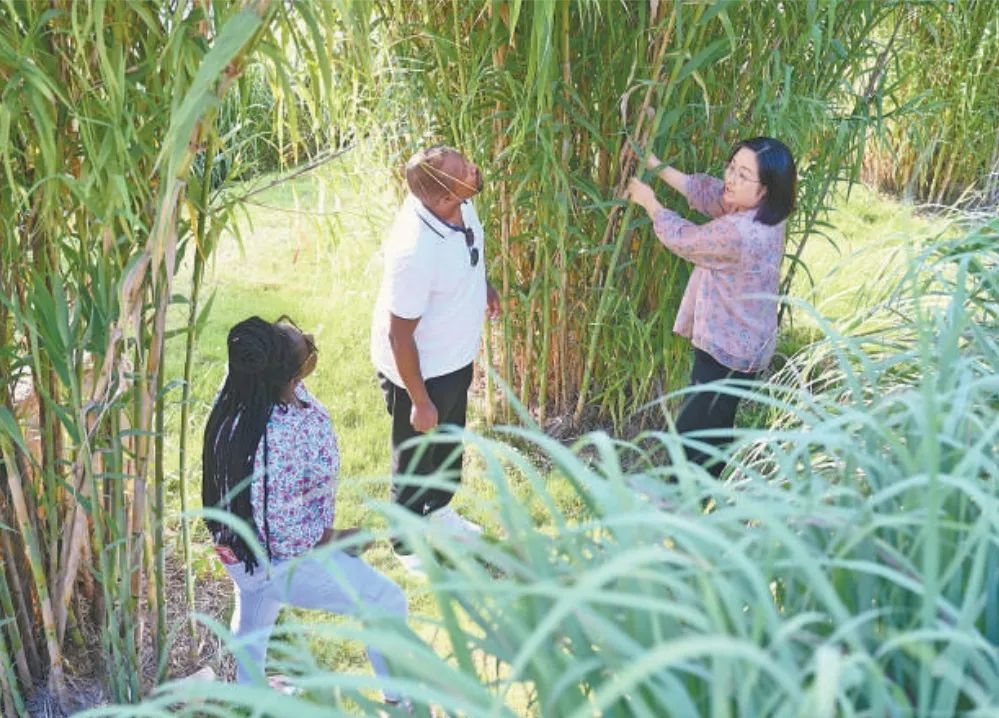 福建農(nóng)林大學(xué)國際菌草工程技術(shù)研究中心工作人員（右）在向盧旺達(dá)留學(xué)生介紹菌草品種“綠洲1號”蘆竹的生長情況。新華社記者 林善傳 攝