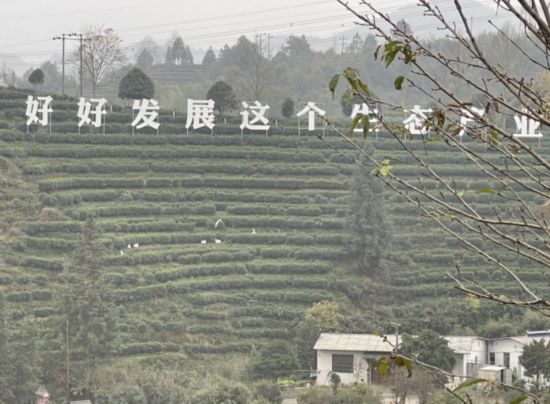 景寧畬族自治縣澄照鄉(xiāng)三石村馬嶺頭茶葉基地。劉軍國攝