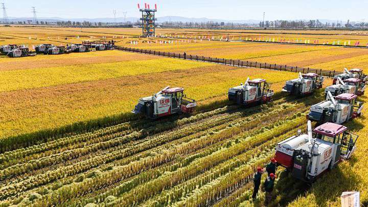2024年9月22日，在黑龍江省重要糧食產(chǎn)區(qū)哈爾濱市方正縣的稻田中，農(nóng)機(jī)開(kāi)啟“黑龍江秋收第一鐮”作業(yè)（無(wú)人機(jī)照片）。新華社記者 王松 攝