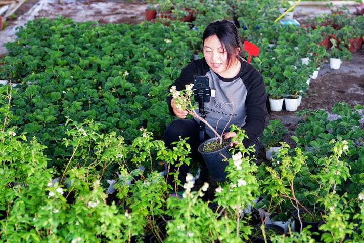 2024年4月27日，在山東省惠民縣姜樓鎮(zhèn)立冉果蔬種植合作社，工作人員在直播賣(mài)藍(lán)莓苗。新華社記者 郭緒雷 攝