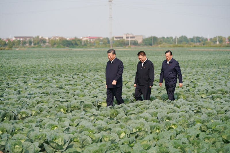 2024年11月5日，習(xí)近平總書記在湖北嘉魚潘家灣鎮(zhèn)十里蔬菜長廊考察。