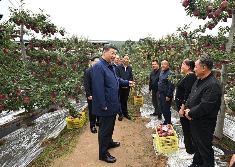 △2024年9月11日，習(xí)近平總書記在甘肅天水市麥積區(qū)南山花牛蘋果基地考察時，走進果林了解相關(guān)種植、技術(shù)和管理情況。