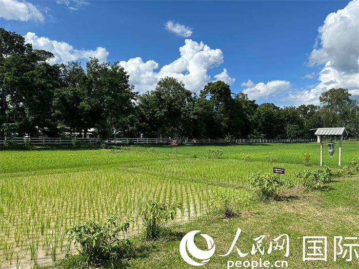 泰國(guó)沙功那空省水稻種植示范基地。人民網(wǎng)記者 簡(jiǎn)承淵攝