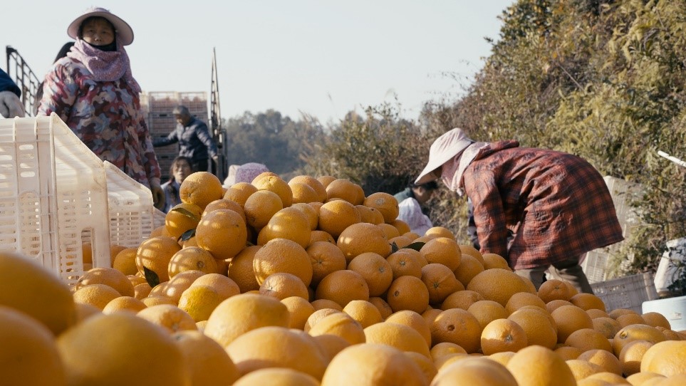 贛南臍橙喜獲豐收。人民網(wǎng)記者 張力洋攝