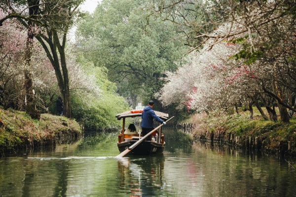 杭州西溪濕地，河岸梅花盛開。圖片來源：視覺中國