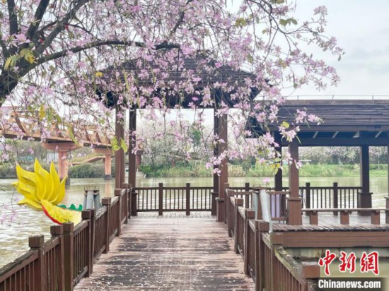 3月7日，廣州海珠國家濕地公園宮粉紫荊花海吸引游人。中新社記者 許青青 攝