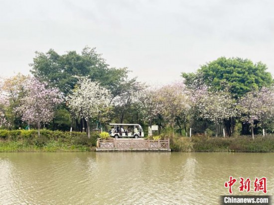 3月7日，廣州海珠國家濕地公園宮粉紫荊花海吸引游人。中新社記者 許青青 攝