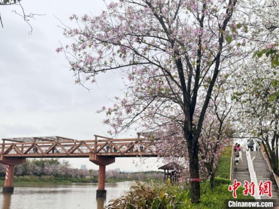 3月7日，廣州海珠國家濕地公園宮粉紫荊花海吸引游人。中新社記者 許青青 攝