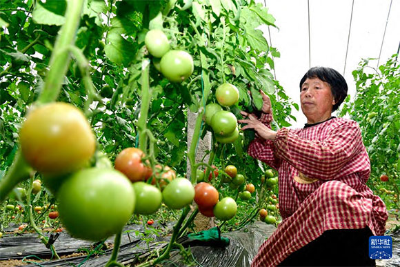 3月13日，在菏澤市鄆城縣張營街道，農(nóng)民在設(shè)施大棚里打理西紅柿。