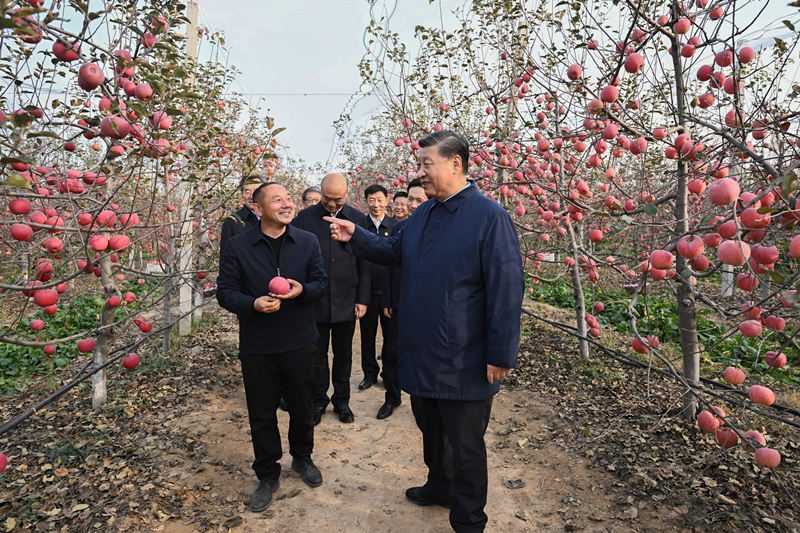 2022年10月26日，習(xí)近平總書記在陜西省延安市安塞區(qū)高橋鎮(zhèn)南溝村的蘋果園里同老鄉(xiāng)們親切交流。