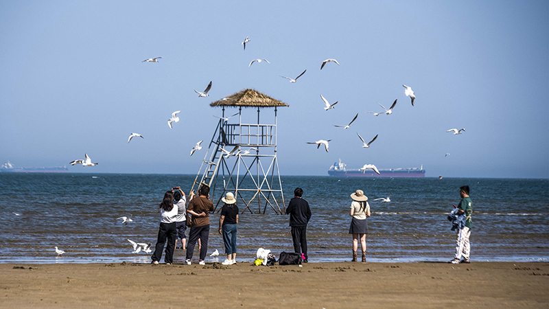 2024年5月12日，河北秦皇島，北戴河鴿子窩公園成群海鷗在天空中自由翱翔，與大海、藍(lán)天構(gòu)成了一幅美麗的畫卷。