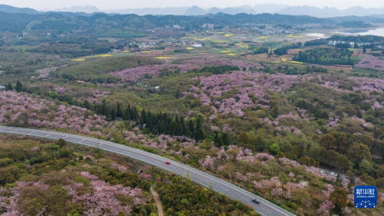 清鎮(zhèn)市紅楓湖鎮(zhèn)右二村旁的道路與花海相映（4月5日攝，無人機(jī)照片）。