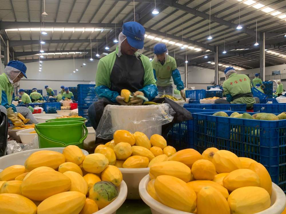 2023年3月7日，工作人員在柬埔寨磅士卑省的中寶（柬埔寨）食品科技有限公司處理芒果。自區(qū)域全面經(jīng)濟(jì)伙伴關(guān)系協(xié)定（RCEP）生效實(shí)施以來，柬埔寨的農(nóng)產(chǎn)品正在更加便利地進(jìn)入中國(guó)市場(chǎng)。