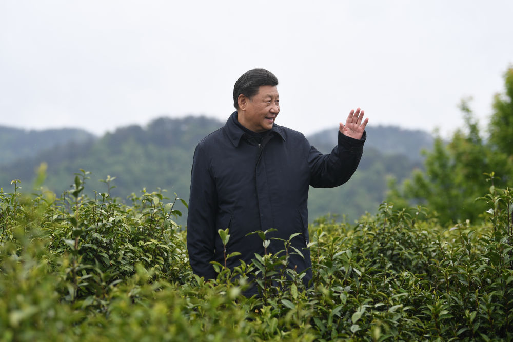 2020年4月21日，習(xí)近平總書記來(lái)到陜西安康市平利縣老縣鎮(zhèn)，在茶園考察脫貧攻堅(jiān)情況。新華社記者 燕雁 攝